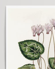 After Hover: Cyclamen Latifolium - Alpenveilchen