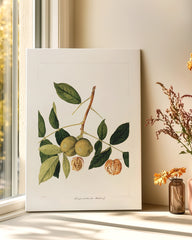 After Hover: Große mellische Walnuss