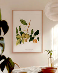 After Hover: Große mellische Walnuss