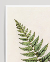 After Hover: Polybotrya Osmundaceae - Zierpfeffer