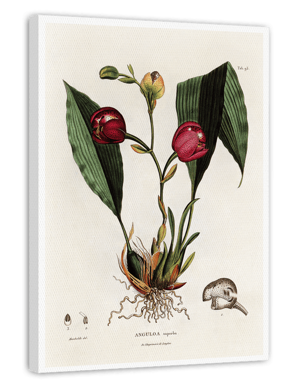 Anguloa Superba - Orchidee