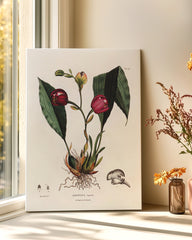 After Hover: Anguloa Superba - Orchidee