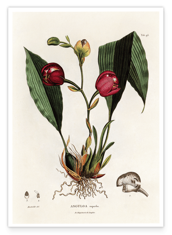 Anguloa Superba - Orchidee