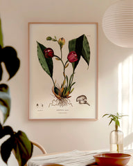 After Hover: Anguloa Superba - Orchidee