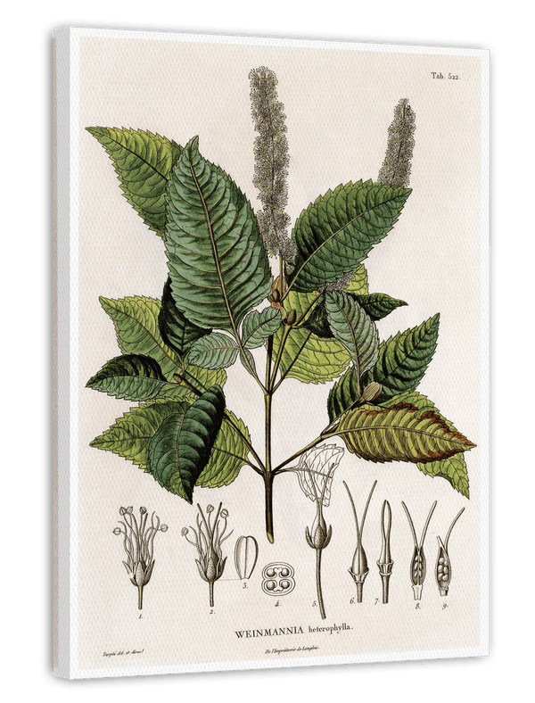 Weinmannia Heterophylla