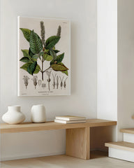 After Hover: Weinmannia Heterophylla