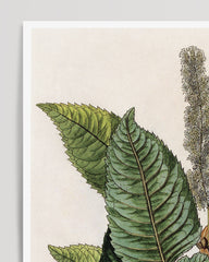 After Hover: Weinmannia Heterophylla