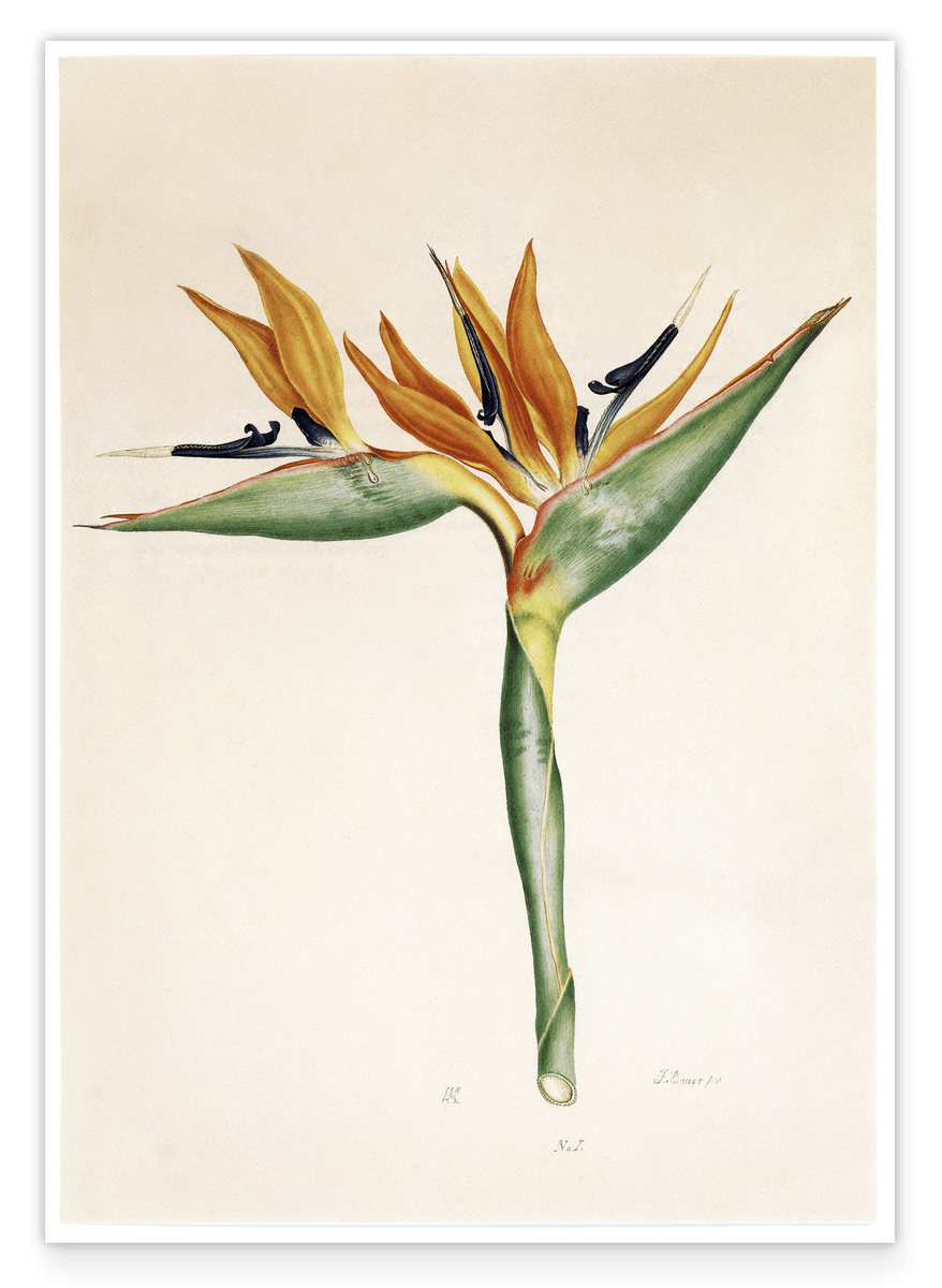 Pflanze mit orangenen Blüten