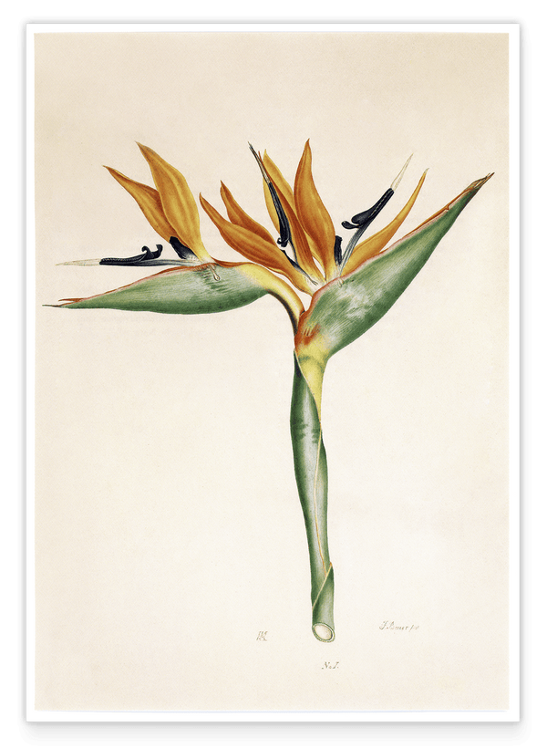 Pflanze mit orangenen Blüten