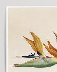 After Hover: Pflanze mit orangenen Blüten