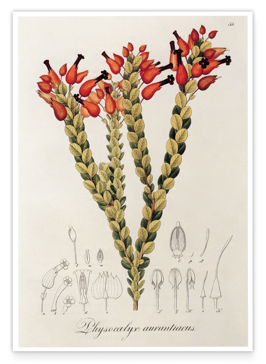 Physocalyx Aurantiacus - rote Blüten