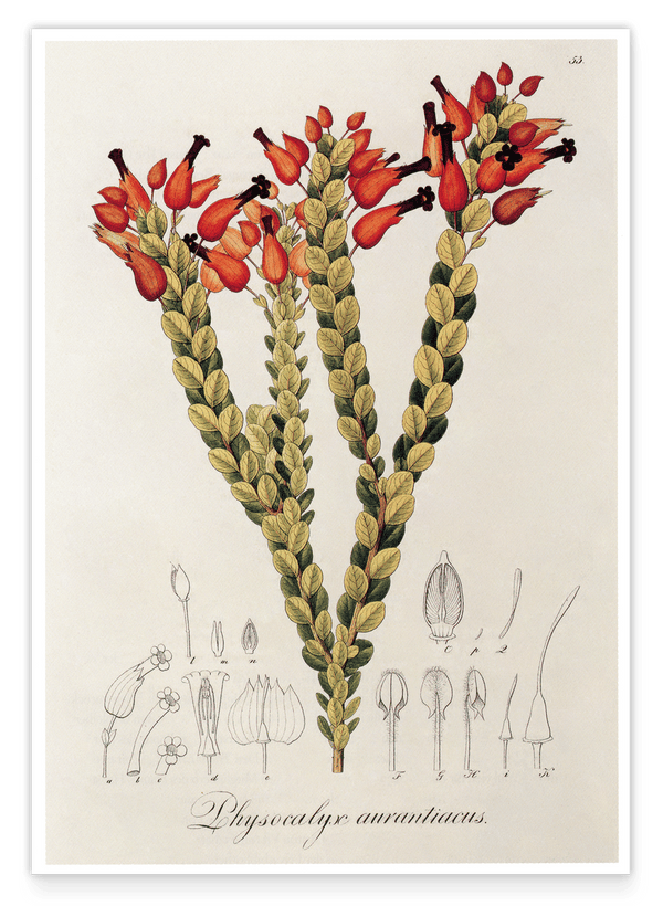 Physocalyx Aurantiacus - rote Blüten