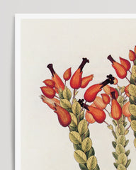 After Hover: Physocalyx Aurantiacus - rote Blüten