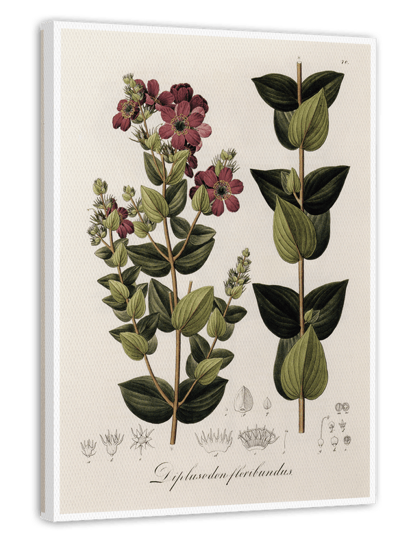 Diplusodon Floribundus - weinrote Blüten