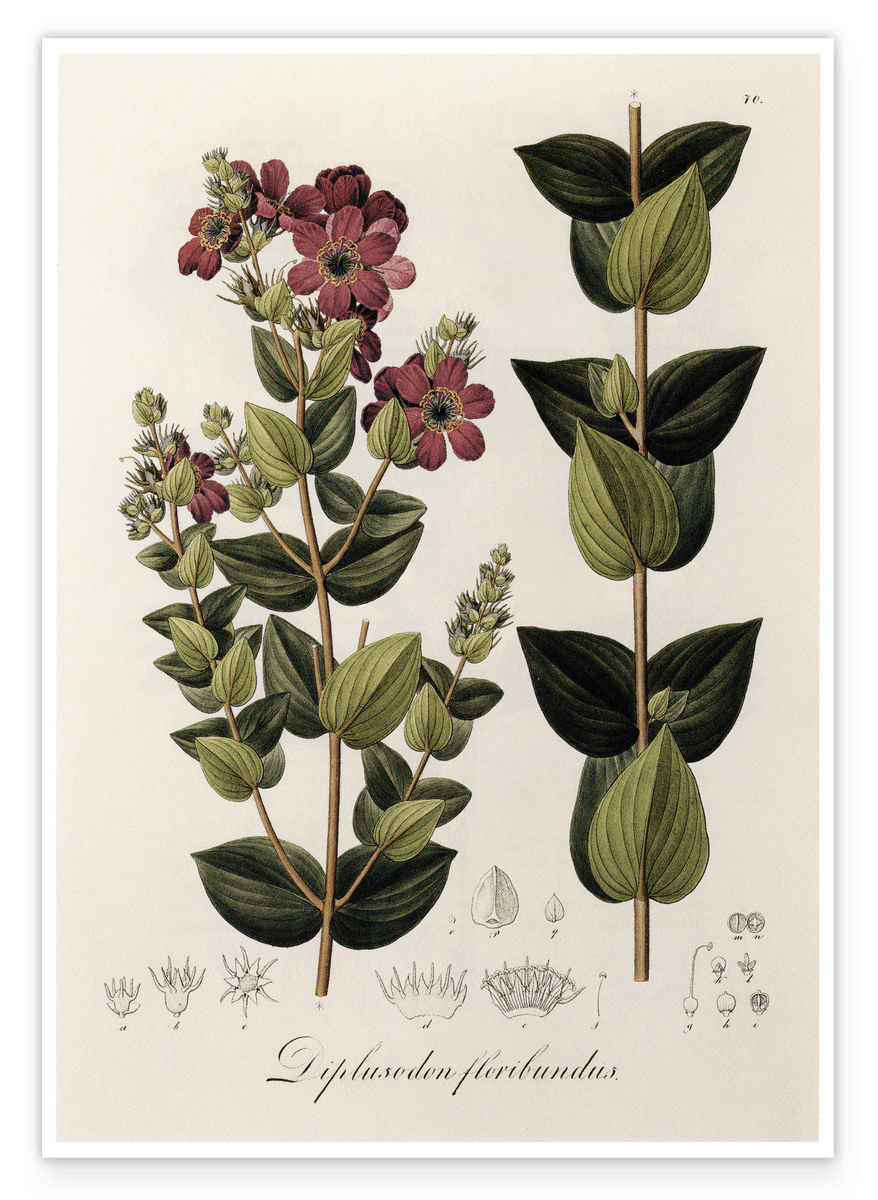 Diplusodon Floribundus - weinrote Blüten