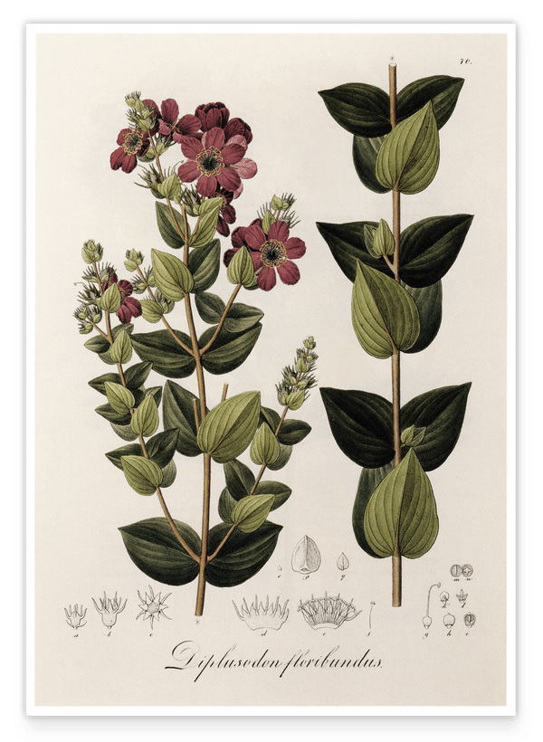 Diplusodon Floribundus - weinrote Blüten