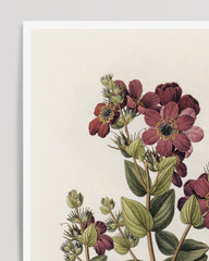 After Hover: Diplusodon Floribundus - weinrote Blüten