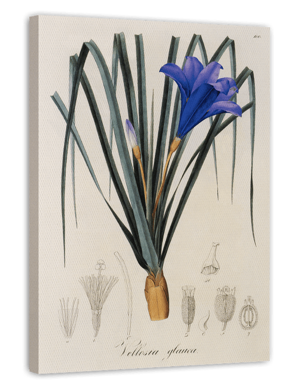 Vellosia Glauca - Lila Blüten