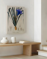 After Hover: Vellosia Glauca - Lila Blüten