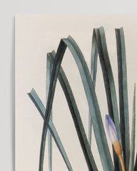 After Hover: Vellosia Glauca - Lila Blüten