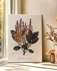 After Hover: Moldenhawera Cuprea - Gelbe Blüten