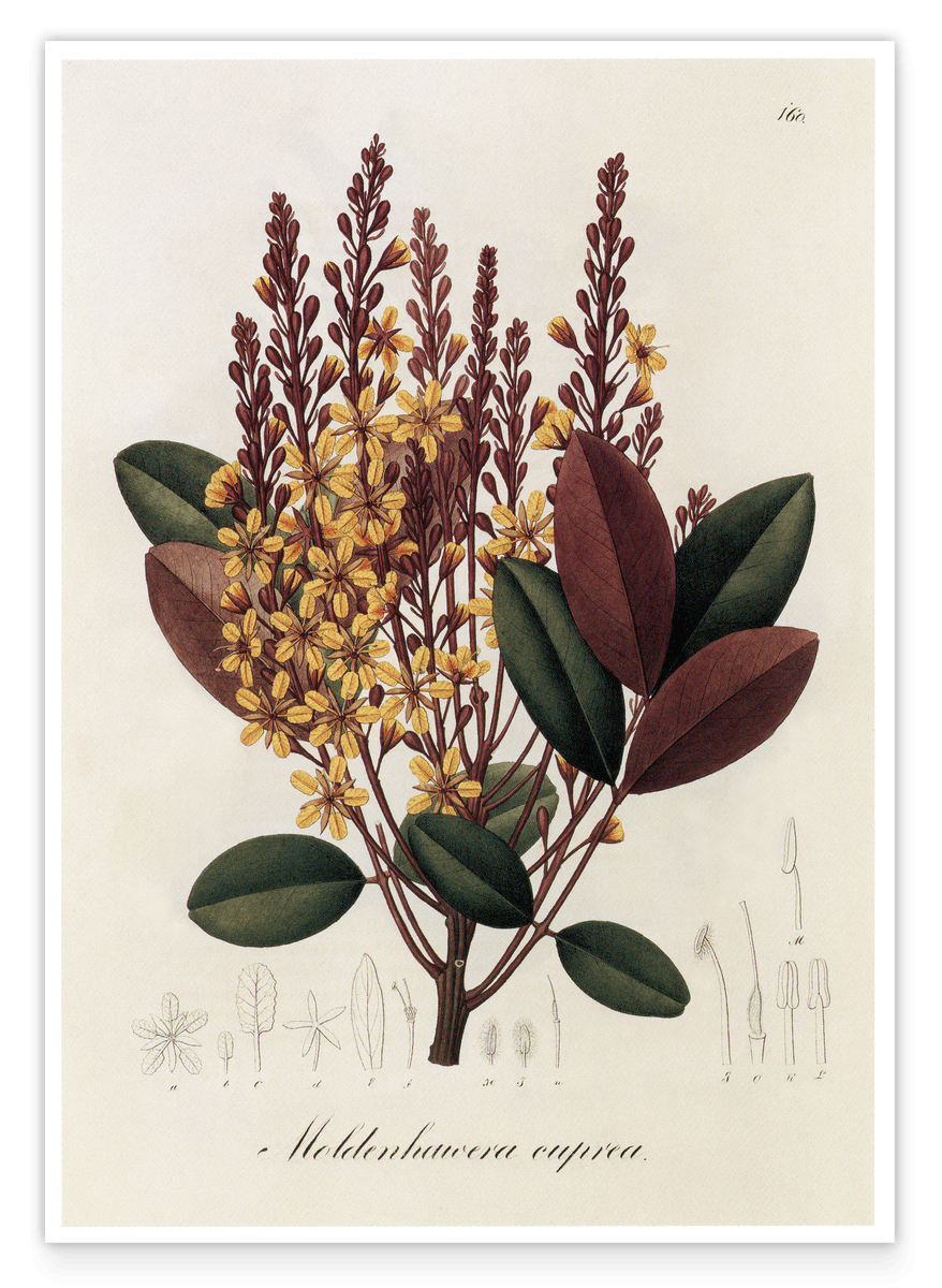 Moldenhawera Cuprea - Gelbe Blüten