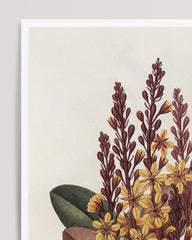 After Hover: Moldenhawera Cuprea - Gelbe Blüten