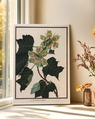 After Hover: Liriodendron Tulipifera - Tulpenbaum