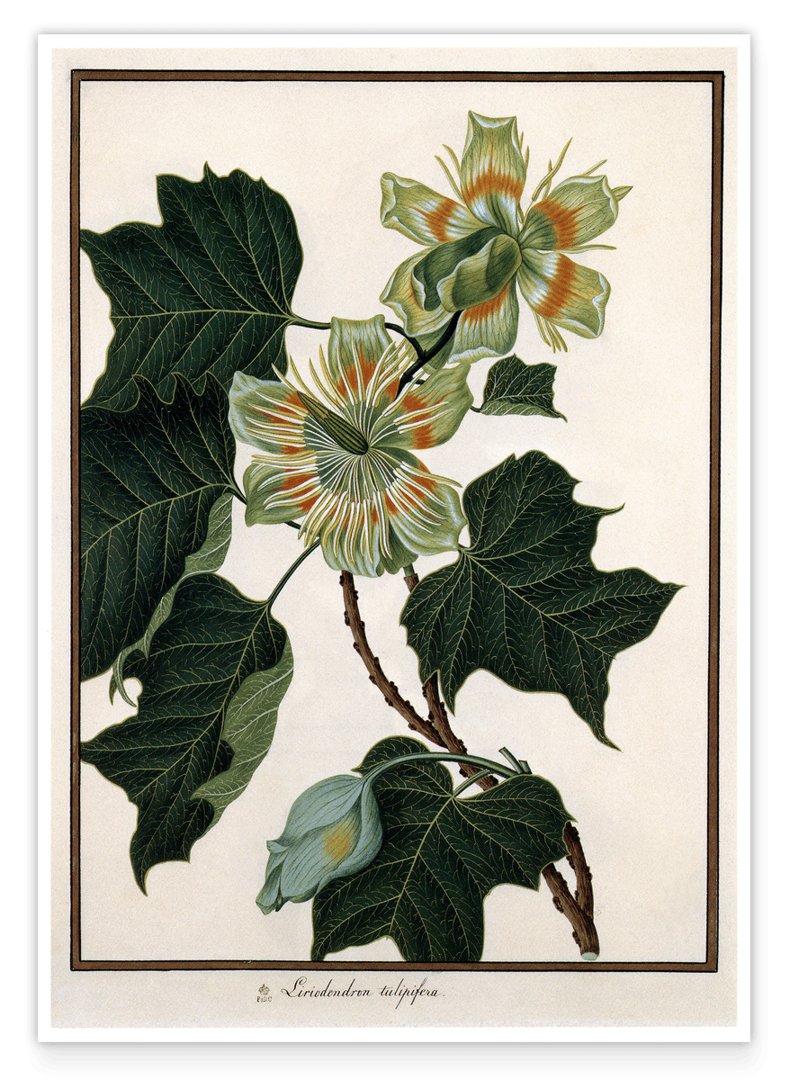 Liriodendron Tulipifera - Tulpenbaum