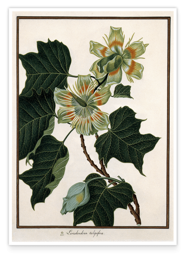 Liriodendron Tulipifera - Tulpenbaum