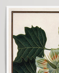 After Hover: Liriodendron Tulipifera - Tulpenbaum