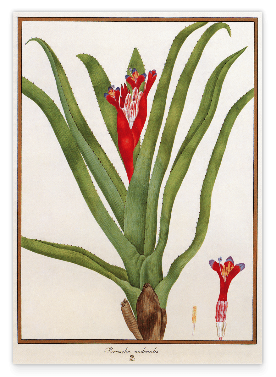 Bromelia Nudicaulis - Rote Blüte