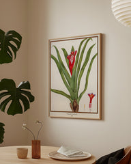 After Hover: Bromelia Nudicaulis - Rote Blüte