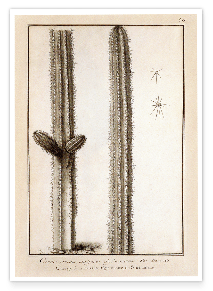 Kaktuszeichnung