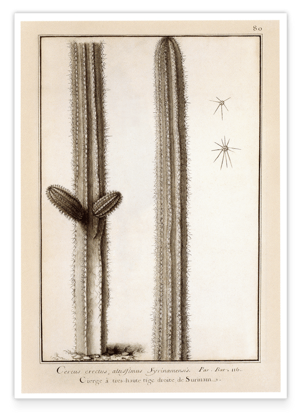 Kaktuszeichnung