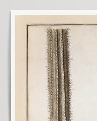 After Hover: Kaktuszeichnung