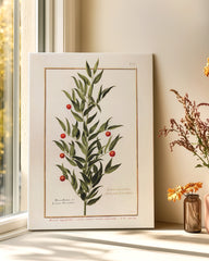 After Hover: Houx Frelon - Stechpalme