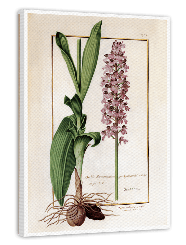 Orchis Militaris - Helm-Knabenkraut