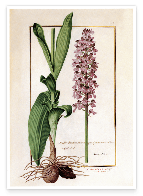 Orchis Militaris - Helm-Knabenkraut