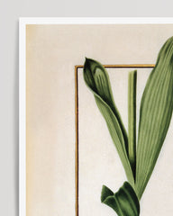 After Hover: Orchis Militaris - Helm-Knabenkraut