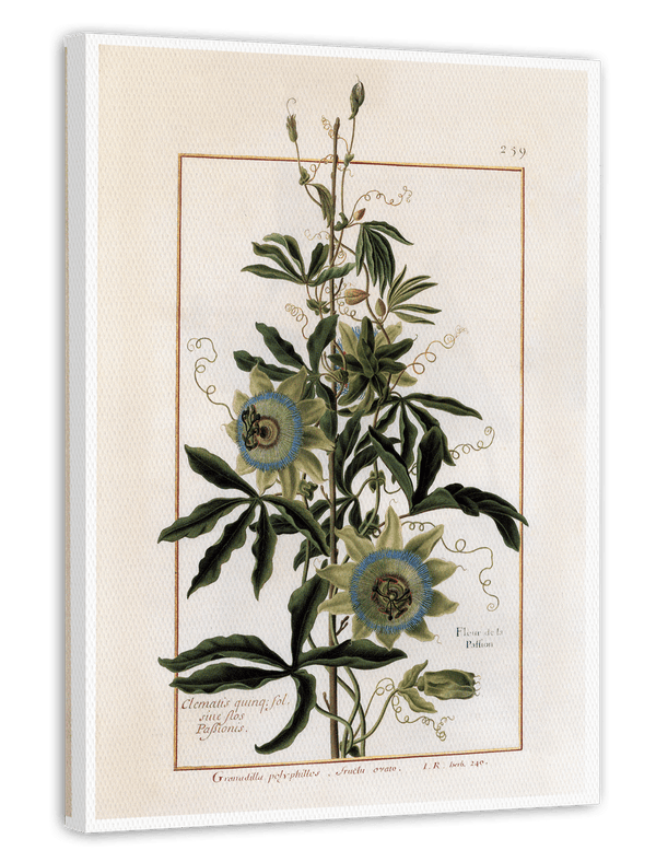 Granadilla Polyphillos - Süße Granadilla