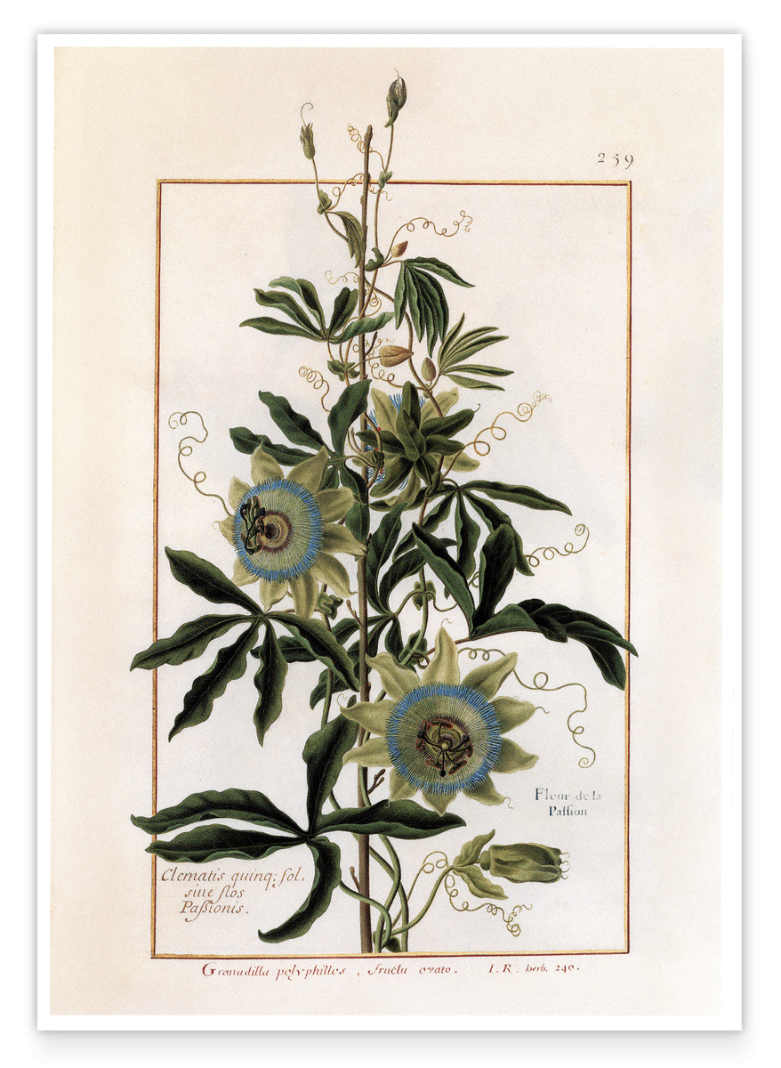 Granadilla Polyphillos - Süße Granadilla