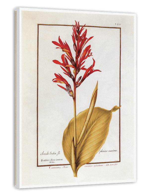 Arundo Indica - Pfahlrohr mit roten Blüten