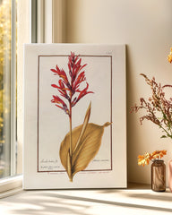 After Hover: Arundo Indica - Pfahlrohr mit roten Blüten