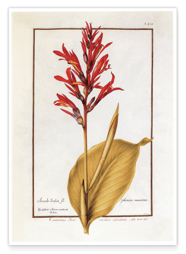 Arundo Indica - Pfahlrohr mit roten Blüten