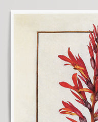 After Hover: Arundo Indica - Pfahlrohr mit roten Blüten