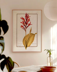 After Hover: Arundo Indica - Pfahlrohr mit roten Blüten