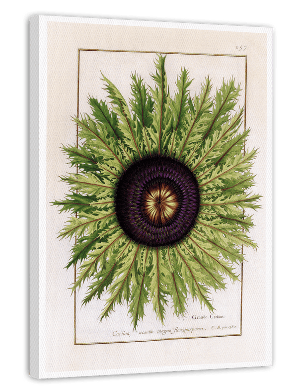 Calina - Eberwurzen Golddisteln