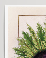 After Hover: Calina - Eberwurzen Golddisteln