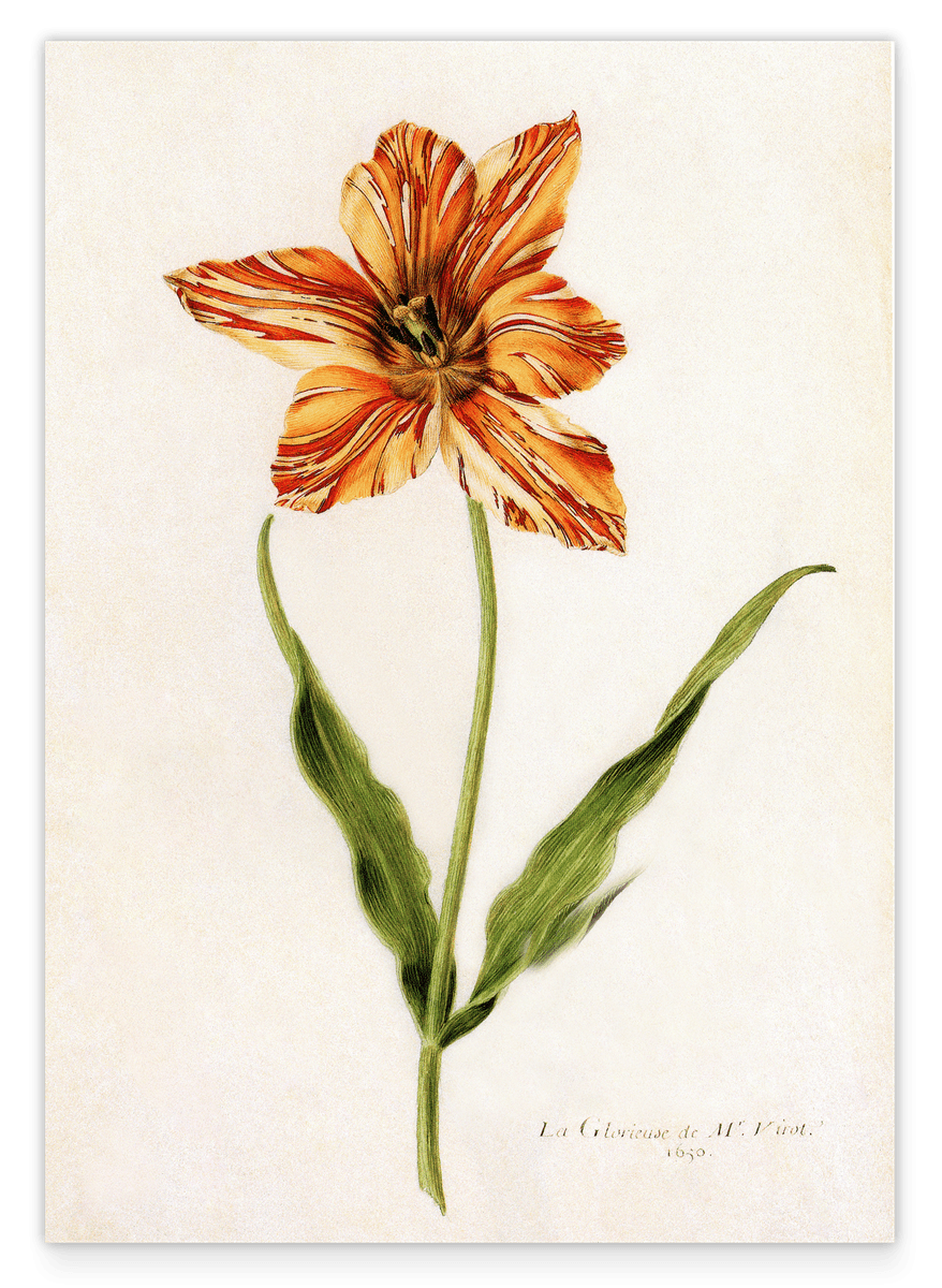 Blume mit orangener Blüte - Lexikon Zeichnung